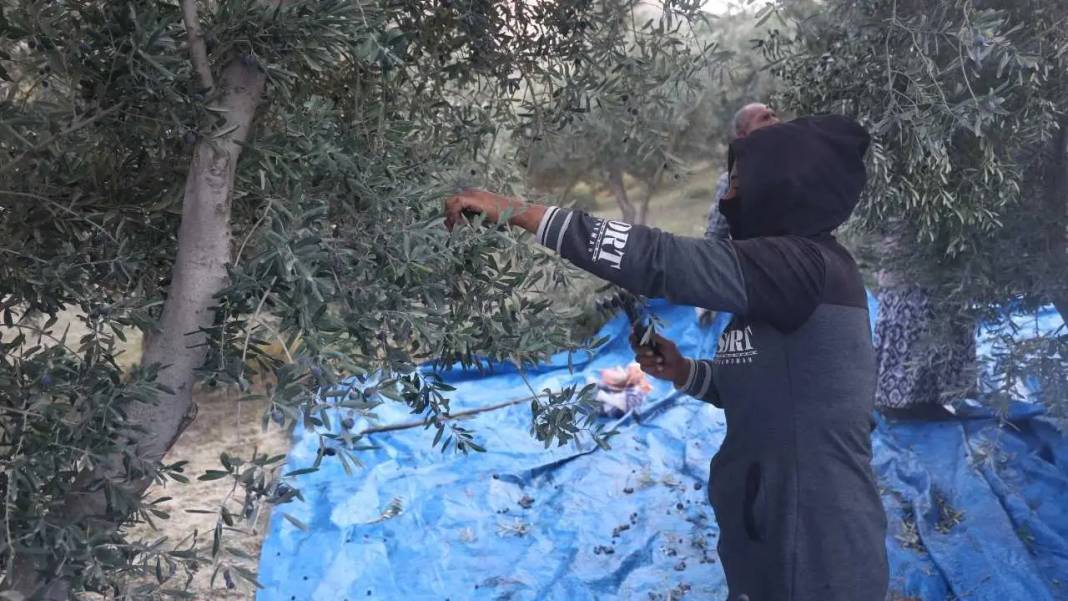 Hatay’da Kuraklık Zeytinyağı Piyasasını Altüst Etti! 3